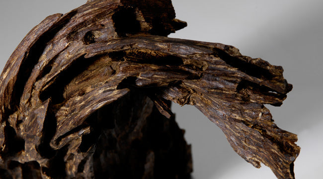 a large chuck of high-grade agarwood